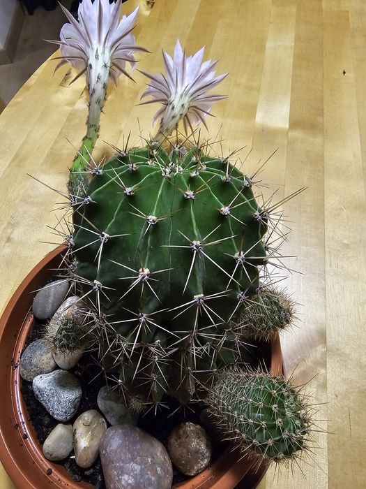 Echinopsis  kaktus. Królowa nocy Różowa.