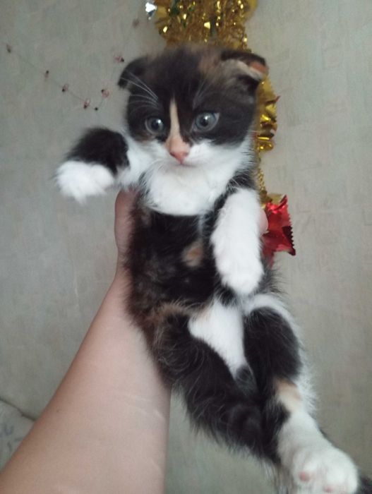 Отдам котят бесплатно