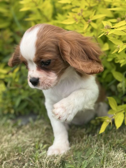 Piesek- cavalier  King Charles  Spamiel