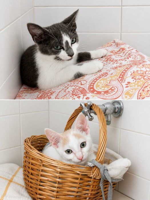 Gatinhos Zeca e Neko para adopção responsável