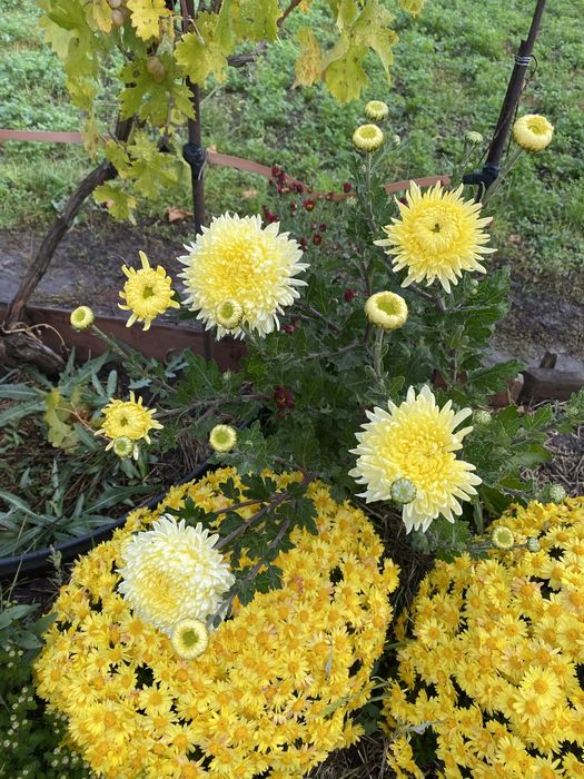 Хризантема мультифлора маточичний кущ