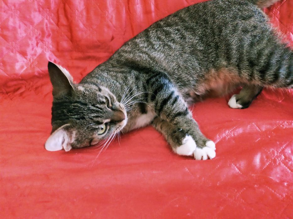 Psotka z Fundacji MIASTO KOTÓW