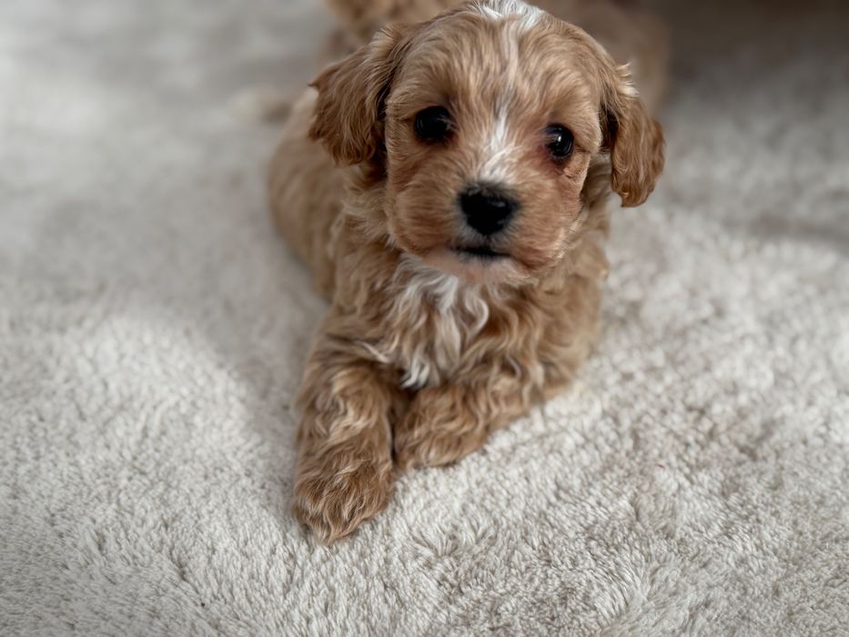 Maltipoo - piesek ;)