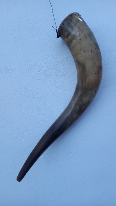 Corno com cerca de 60cm de comprimento