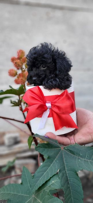 Продаются щенки Той Пудель