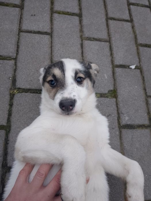 Доброго дня.Віддам в добрі руки,хлопчик,2 міс.Одна умова-не на ланцюг!