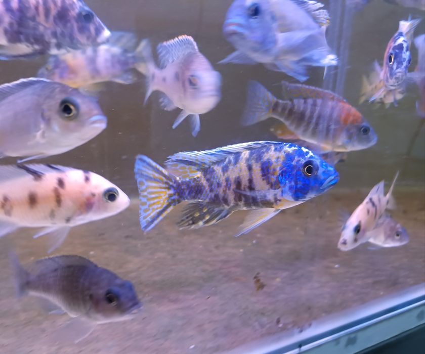 Tenho para venda aulonocaras