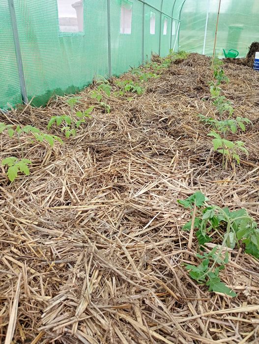 Warzywa i owoce prosto z ogrodu