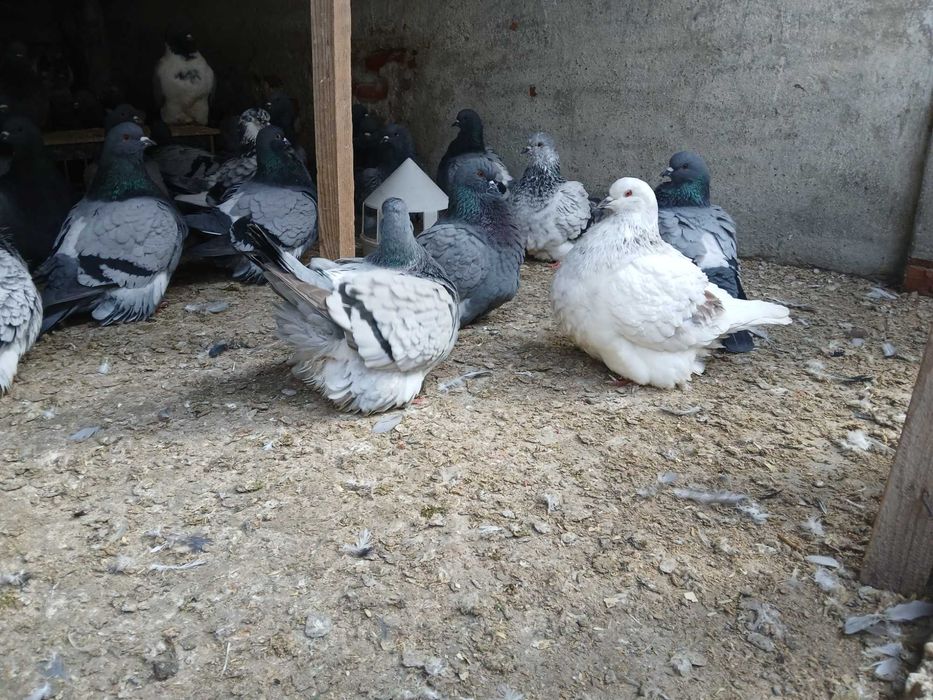 Mondain, Mondainy likwidacja hodowli