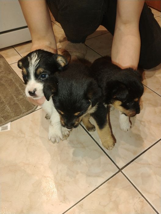 Oddam pieski w dobre ręce