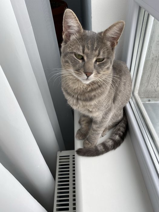 Безкоштовно віддам кота. Ірпінь/Київ