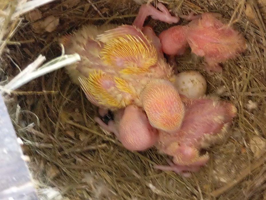 Vendo agapórnis bebé para cria a mão