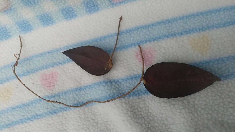 Hoya caudata sumatra. Hoja.