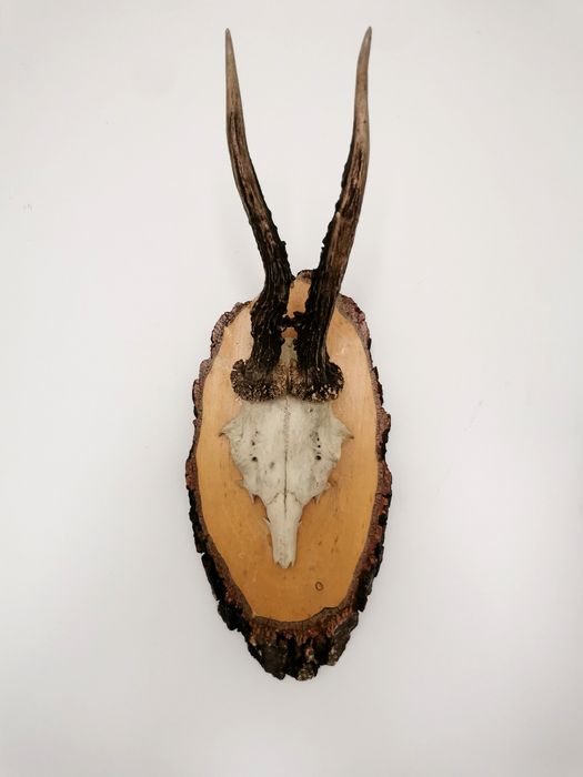 Poroże trofeum na ścianę czaszka vintage prl antyki kości kolekcja