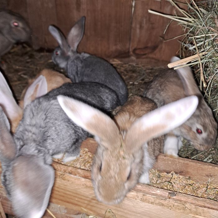 Samiec rex i młode mieszańce