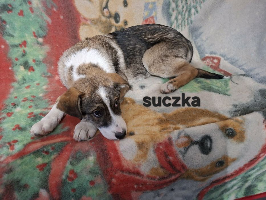 Oddam szczeniaki (pieski i suczki)