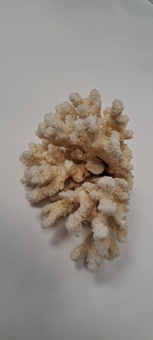 Koralowiec do akwarium