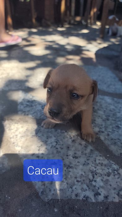 Bebés amorosos para adoção
