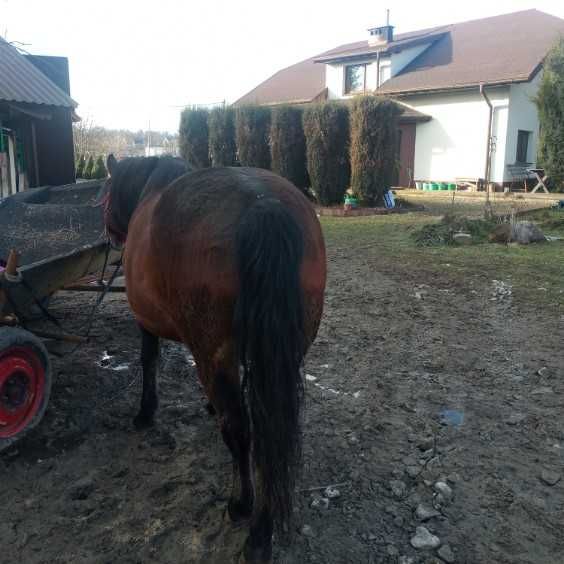 Klacz huculska zajeżdżona