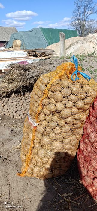 Ziemniaki do sadzenia