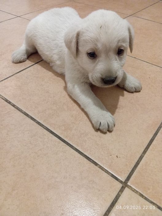 Продаються собачки