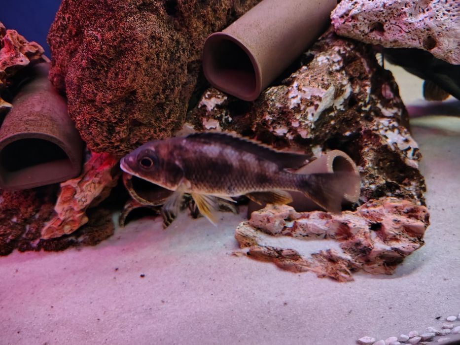 Sprzedam dorosłe pyszczaki