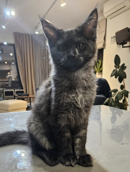 Kocurek Maine Coon "HUGO"