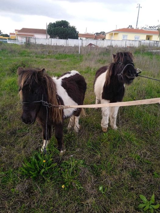 Vendo dois poneis