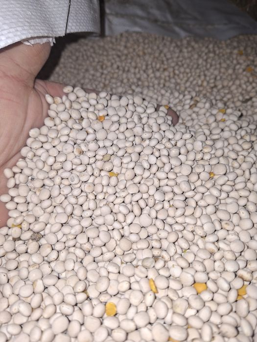 Łubin biały słodki waskolistny