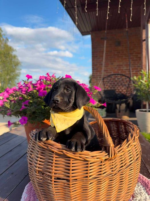 LABRADOR RETRIVER z dokumentami i badaniami