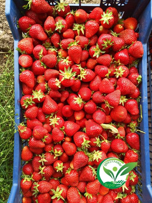 Полуниця копана і в стаканах, та горшках для дому сорт Загадка