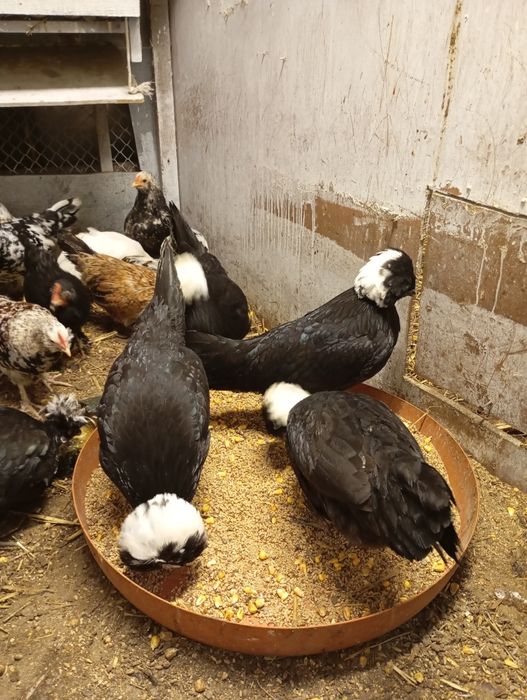 Kury ozdobne holenderskie zapraszam