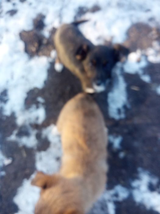 Відам цуценят в добрі руки