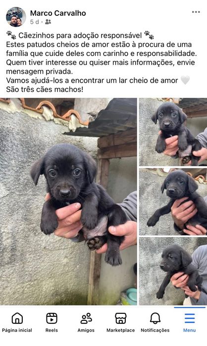 Cães para Adoção Responsável