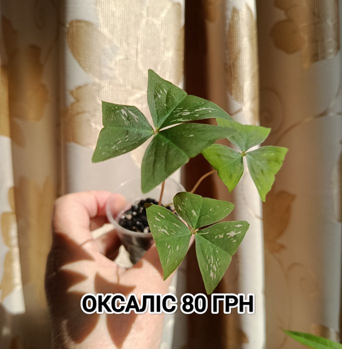Кімнатні рослини