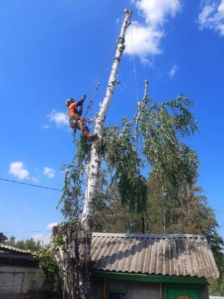 Спил Дерев, Сухих та Аварийних