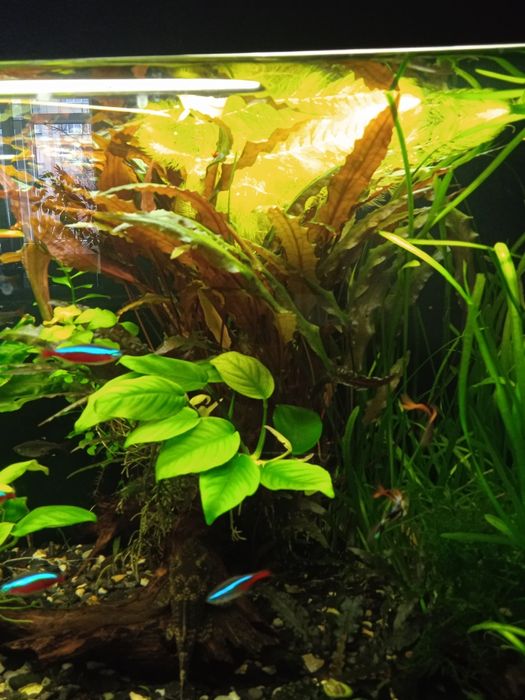 Акваріумні рослини