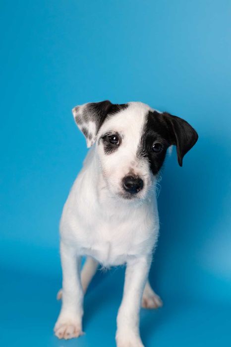 Parson Russell Terrier - samczyk ZKwP/FCI