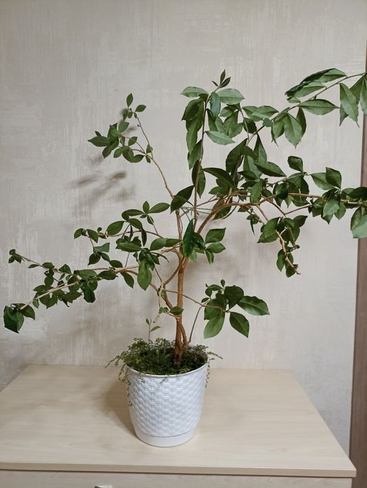 Брунфельсія Вчора Сьогодні Завтра/ велика рослина