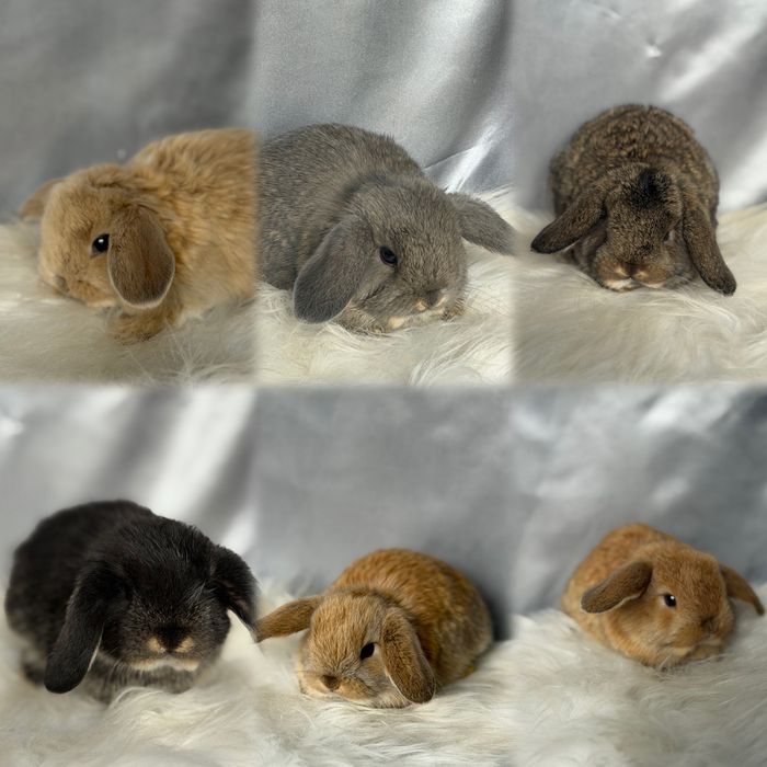 Króliczek baranek miniaturka, mini lop, baran miniaturowy, królik, króliki