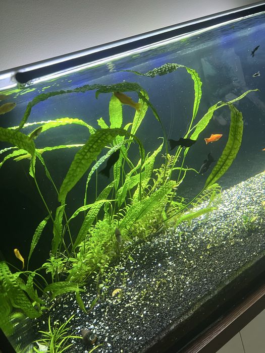 Kryptokoryna karbowana