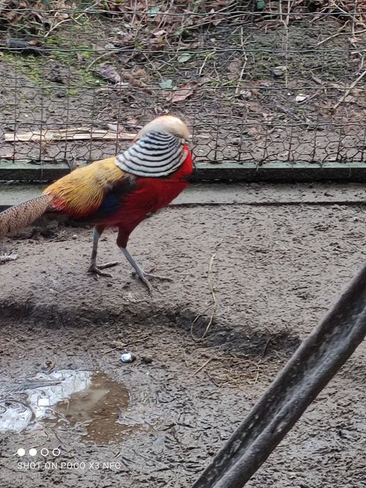 Jaja lęgowe bazant zloty