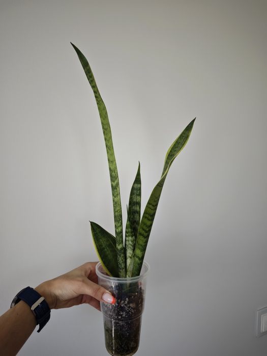 Sansevieria Blury White spot