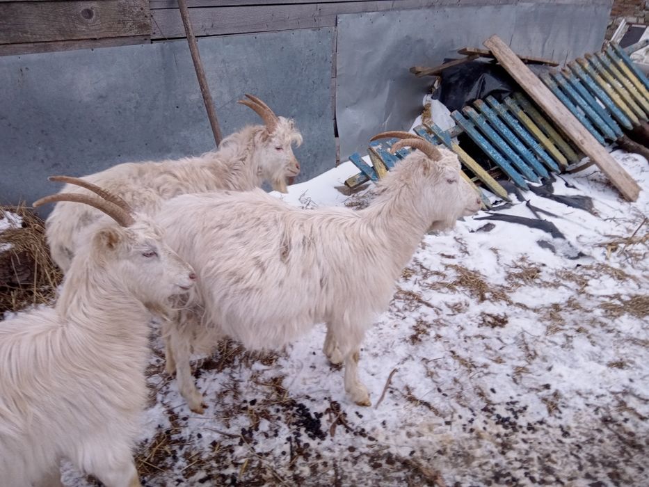 Кози ламанчі та зааненки один рік кітні. Та козенята два місяці