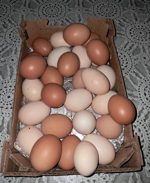 Ovos do campo...