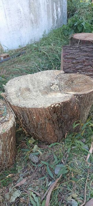 Selling Various Eucalyptus Tree Trunks