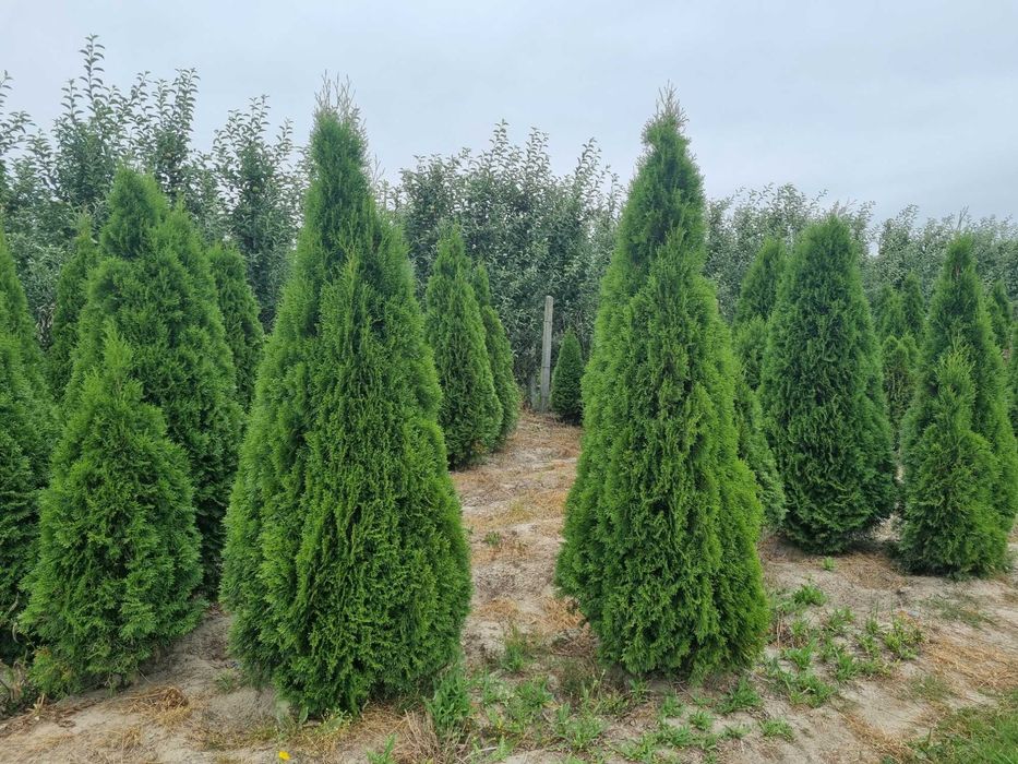 Tuja szmaragd 250 cm, żywotnik zachodni ,,smaragd", Thuja occidentalis