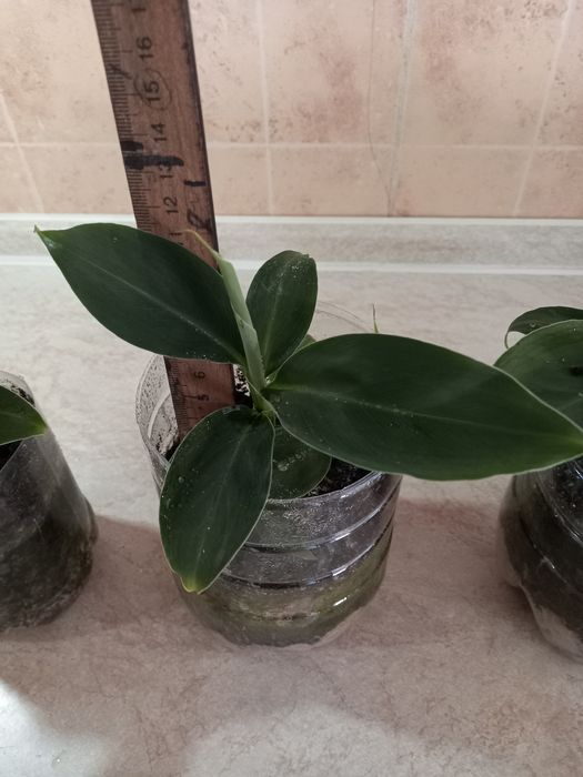 Продам банан комнатный киевский супер карлик плодоносящий