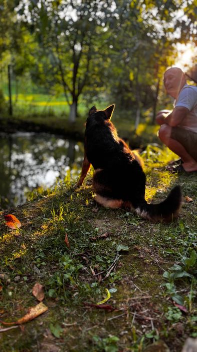 Цуцики німецької Овчарки безкоштовно