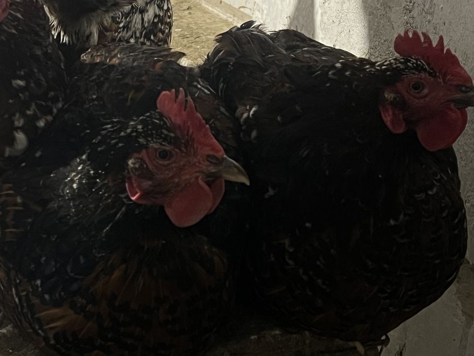 Інкубаційні яйця